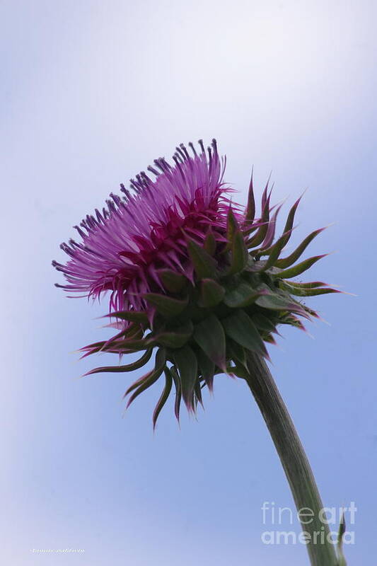 Thistle Art Print featuring the photograph Thistle 1 by Tannis Baldwin