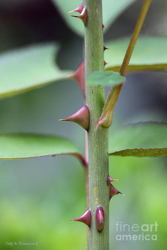 Stem Art Print featuring the photograph Thorny Stem by Todd Blanchard