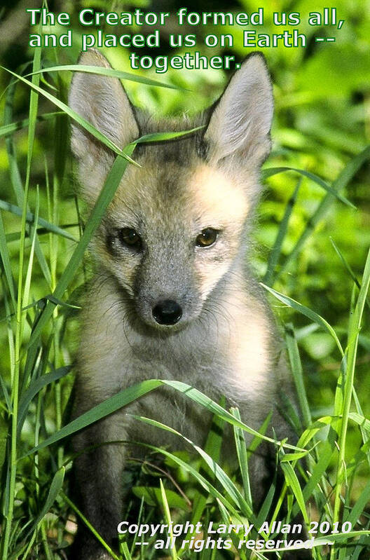 Red Fox Art Print featuring the photograph Together by Larry Allan