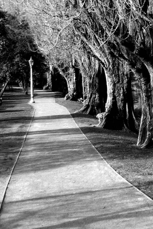 Pathway Art Print featuring the photograph Tree and Pathway 2 of 6 by Roseanne Jones