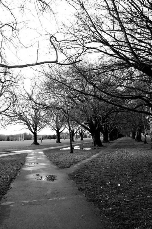 Pathway Art Print featuring the photograph Tree and Pathway 4 of 6 by Roseanne Jones