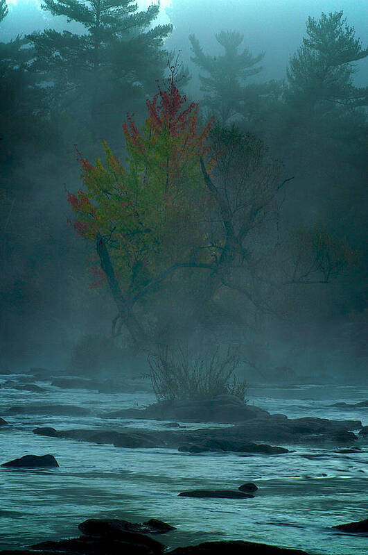 Tree Art Print featuring the photograph Tree in fog by Prince Andre Faubert
