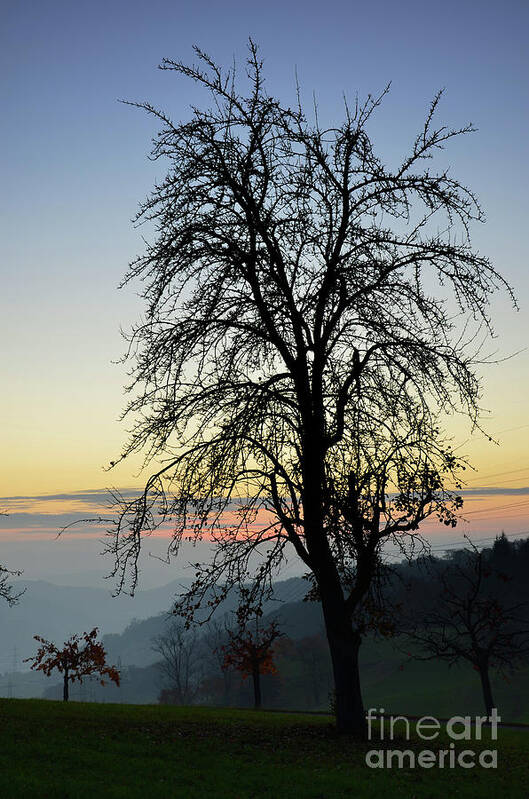 Photograph Art Print featuring the photograph Tree Silhouette at Sunset 2 by Bruno Santoro