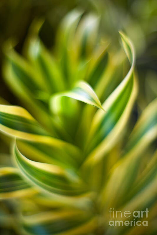 Tropical Plant Art Print featuring the photograph Tropical Swirl by Mike Reid