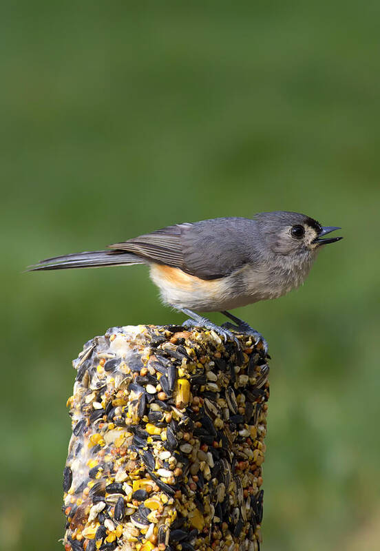 Tufted Titmouse Art Print featuring the photograph Tufted Titmouse on Treat by Bill and Linda Tiepelman