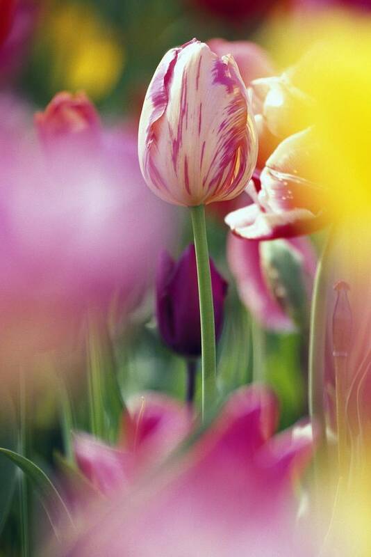 Group Art Print featuring the photograph Tulip Flower by Natural Selection Craig Tuttle