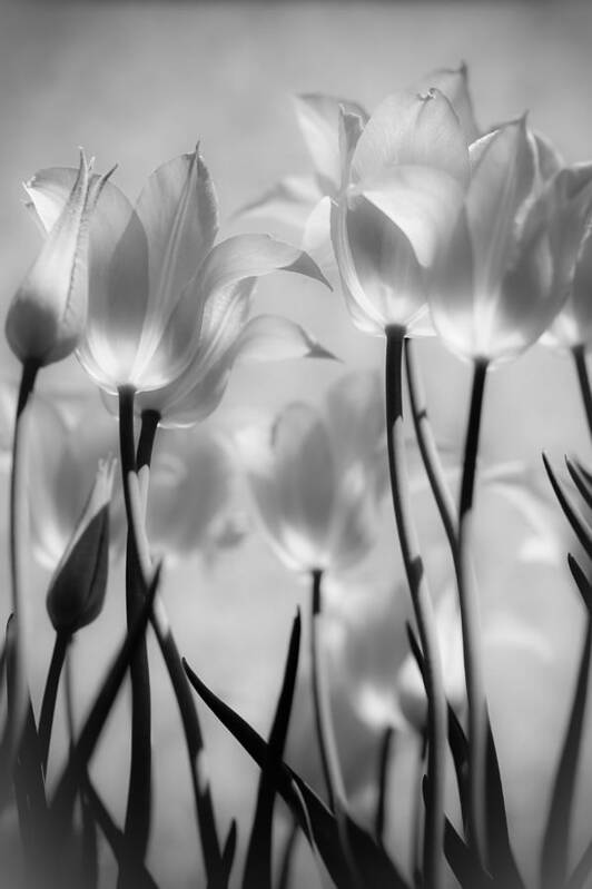 Tulips Art Print featuring the photograph Tulips Glow by Michelle Joseph-Long