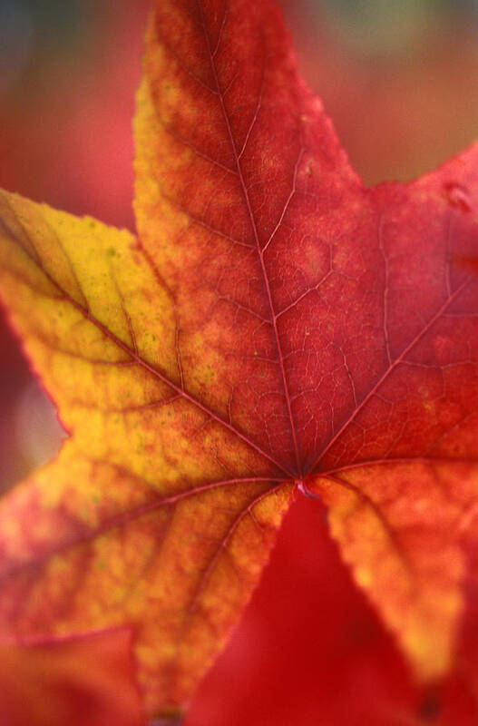 Leaves Art Print featuring the photograph Turn Turn Turn by Kathy Yates