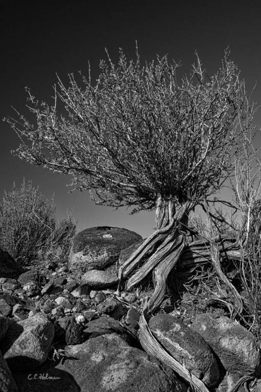 Monotone Art Print featuring the photograph Twisted Beauty - BW by Christopher Holmes