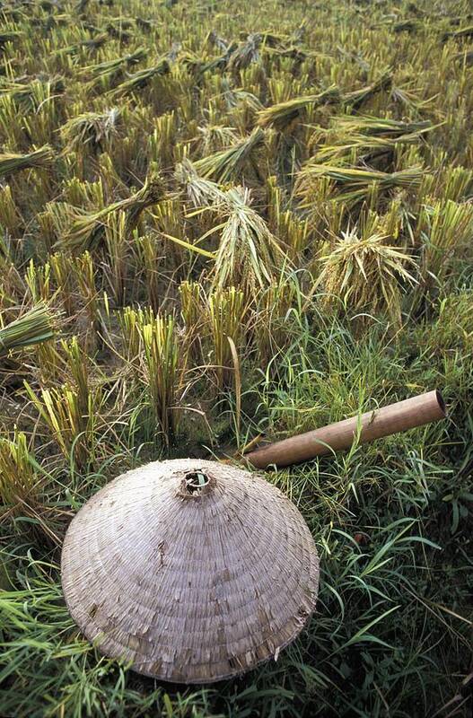 Photography Art Print featuring the photograph Vietnamese Conical Hat And Rice Cutting by Axiom Photographic