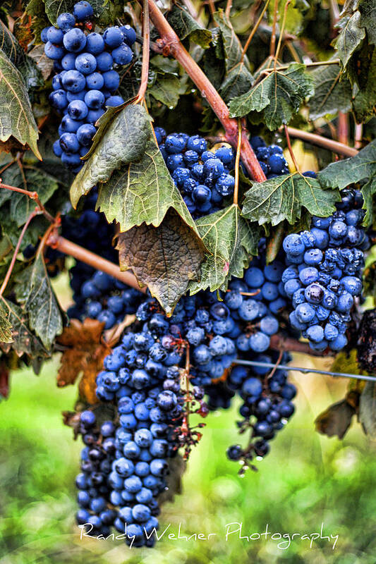 Grape Art Print featuring the photograph Vines and Clusters by Randy Wehner