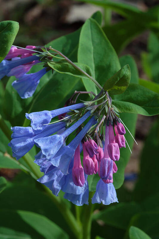 Flower Art Print featuring the photograph Virginia Bluebells by Daniel Reed