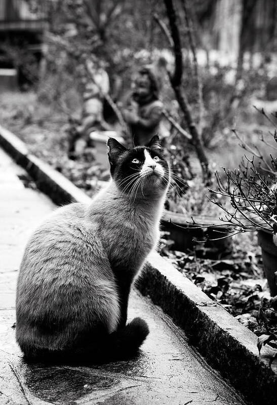 Cat Art Print featuring the photograph Waiting by Laura Melis