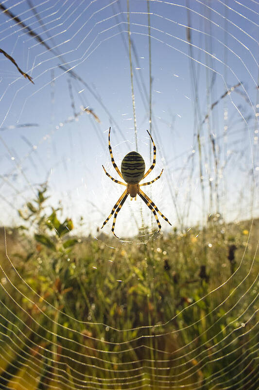 Mp Art Print featuring the photograph Wasp Spider Argiope Bruennichi In Web by Konrad Wothe