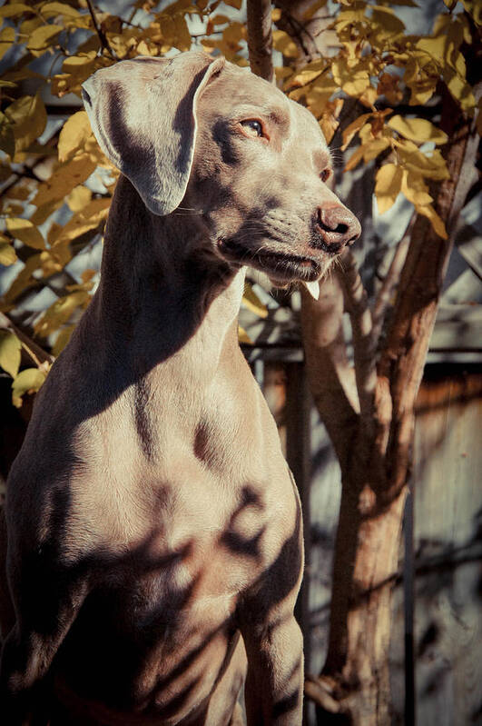 Dog Art Print featuring the photograph Weim Portrait by Tingy Wende