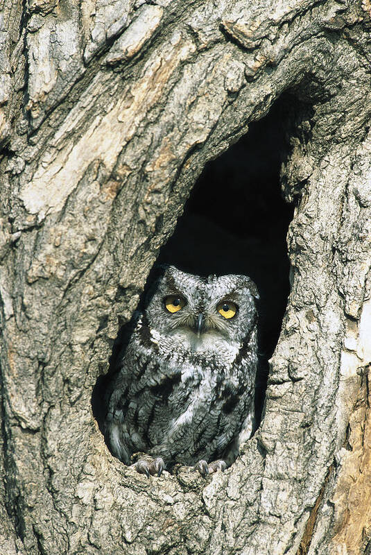 Mp Art Print featuring the photograph Western Screech Owl Otus Kennicottii by Konrad Wothe