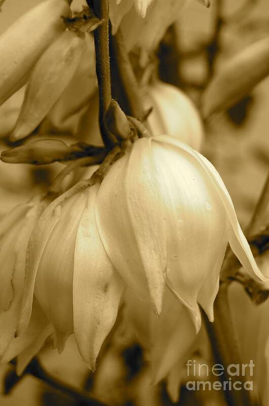 Yellow Art Print featuring the photograph White Flowers by Danielle Scott