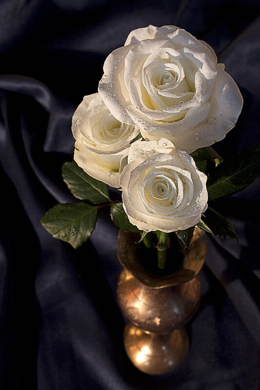 Rose Art Print featuring the photograph White Roses by Shirley Mitchell