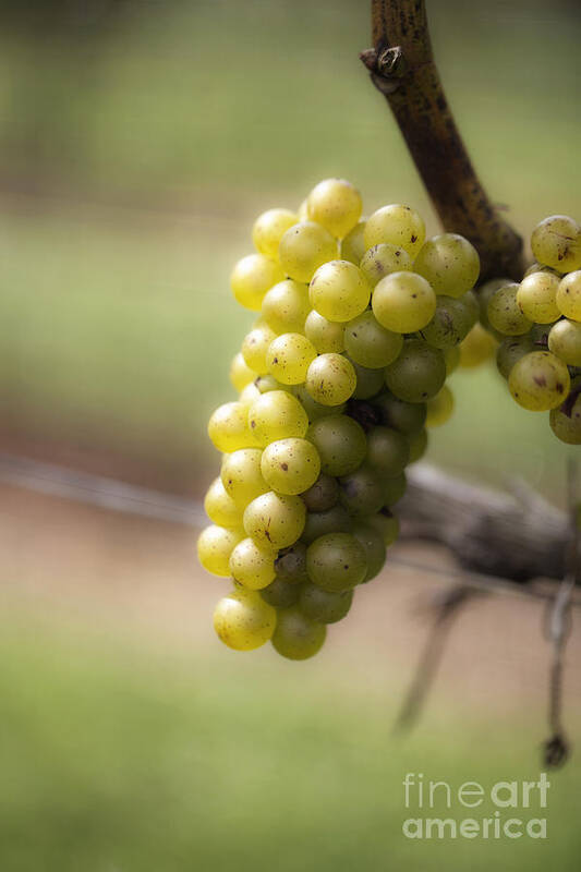 Grapes Art Print featuring the photograph Wine Grapes by Leslie Leda