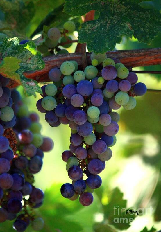 Grapes Art Print featuring the photograph Wine to Be by Patrick Witz