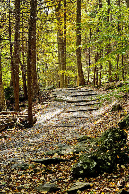 Forest Art Print featuring the photograph Wooded Stairway by Kelley Nelson