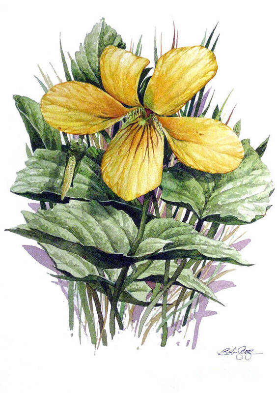 Wildflower Art Print featuring the painting Yellow Violet by Bob George