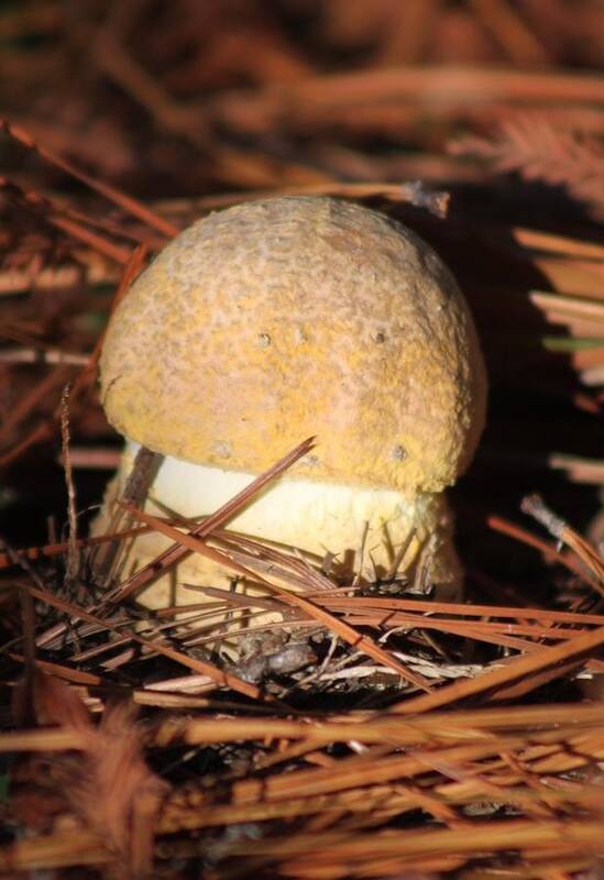Young Golden Mushroom Art Print featuring the photograph Young Mushroom Emerging by Jeanne Juhos