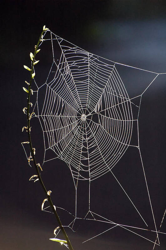 Spider Art Print featuring the photograph Spider's Artwork by Ross Powell