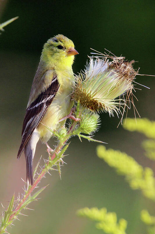 American Goldfinch Art Print featuring the photograph American Goldfinch Stony Brook New York #1 by Bob Savage