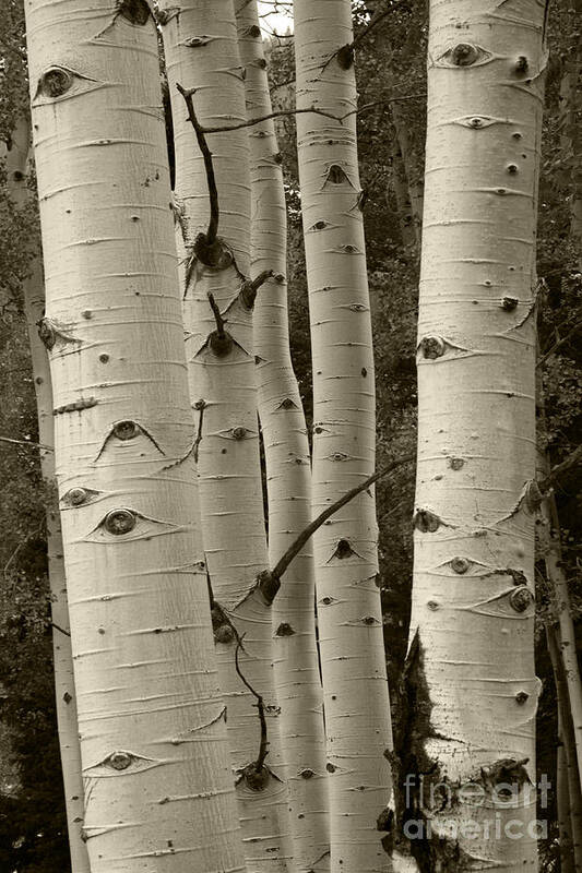 Aspens Art Print featuring the photograph Aspen Trees by Timothy Johnson