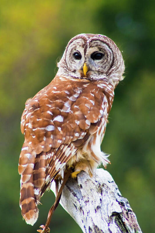 Barred Owl Art Print featuring the photograph Barred Owl #1 by Bill Barber