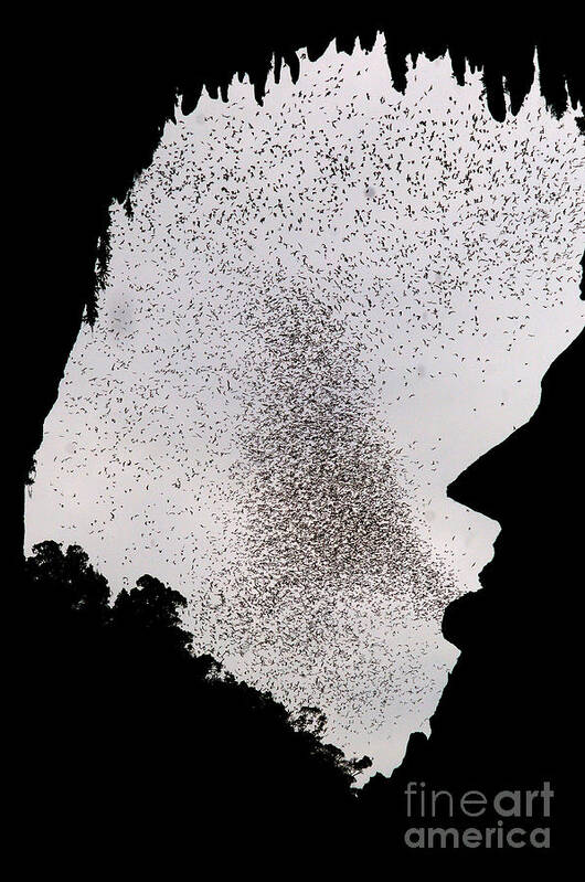 Wildlife Art Print featuring the photograph Bats Leaving Deer Cave #1 by Fletcher & Baylis