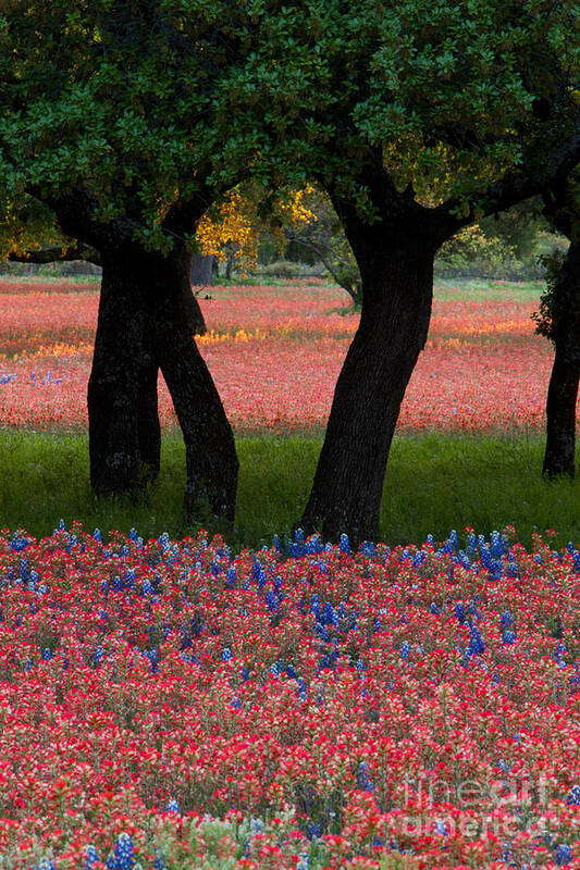 Beautiful Art Print featuring the photograph Beautiful arrangement of bright red Paintbrush and Bluebonnets a #1 by Dan Herron
