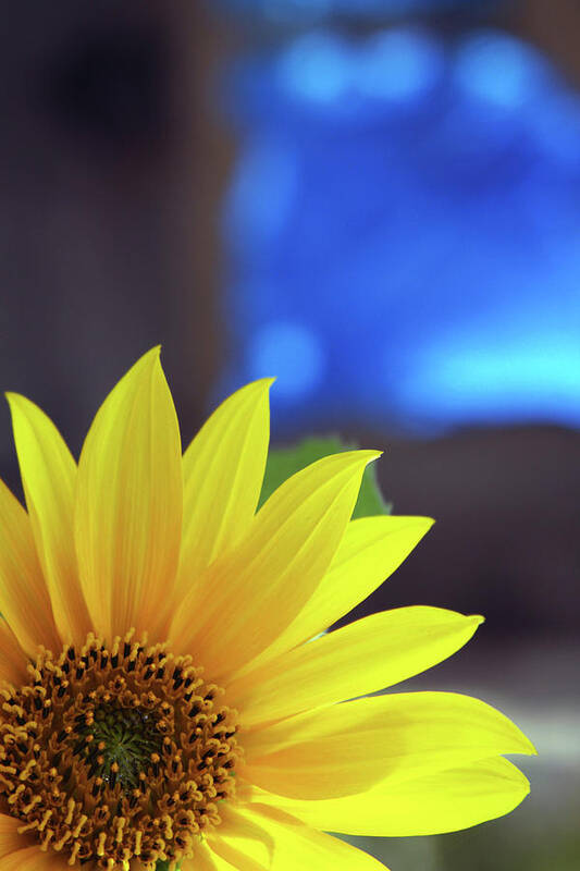 Sunflower Art Print featuring the photograph Burst of Sunshine by James Knight