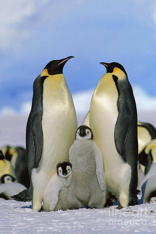 Mp Art Print featuring the photograph Emperor Penguin Family by Konrad Wothe