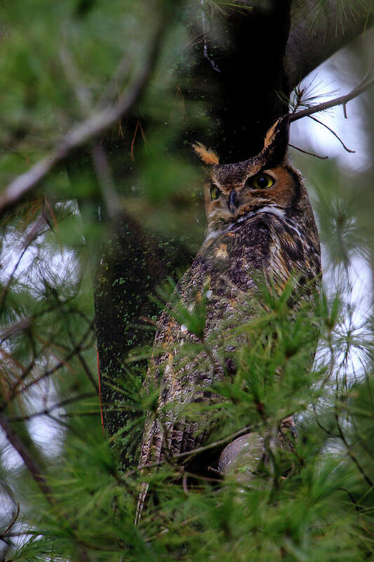 Bird Art Print featuring the photograph Great Horned Owl #1 by Gary Hall