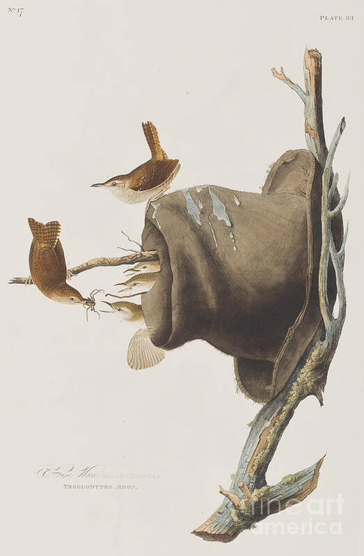 Wren Art Print featuring the painting House Wren by John James Audubon