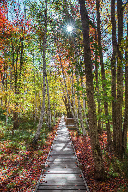 Jessup Art Print featuring the photograph Jessup Path Sunburst #1 by White Mountain Images