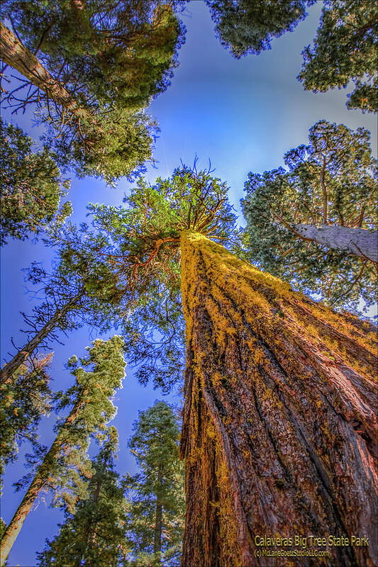 Calaveras Big Trees Art Print featuring the photograph Giant Sequoia Trees IV by LeeAnn McLaneGoetz McLaneGoetzStudioLLCcom