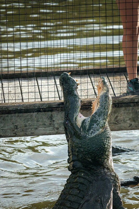 Alligator Art Print featuring the photograph Leaping Lizard #1 by Travis Rogers