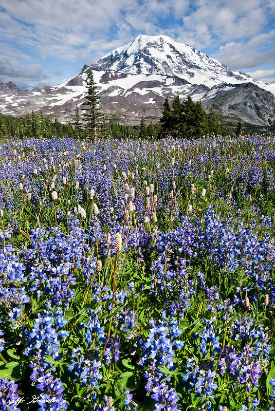 Alpine Art Print featuring the photograph Meadow of Lupine Near Mount Rainier by Jeff Goulden