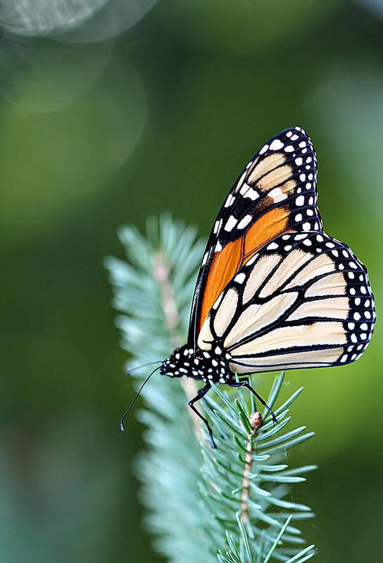 Monarch Butterfly Butterflies Green Pine Tree Needle Beautiful Nature Wildlife White Orange Black Amazing Detailed Art Print featuring the photograph Monarch Butterfly #1 by Celestial Blue