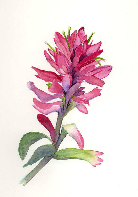 Flowers Art Print featuring the painting Paintbrush #2 by Marsha Karle