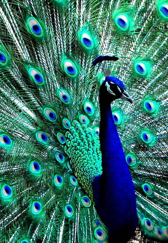 Peacock Art Print featuring the photograph Peacock #1 by Bindu Viswanathan