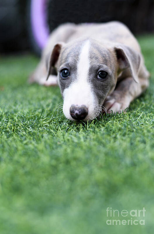 Whippet Art Print featuring the photograph Puppies #1 by Amir Paz