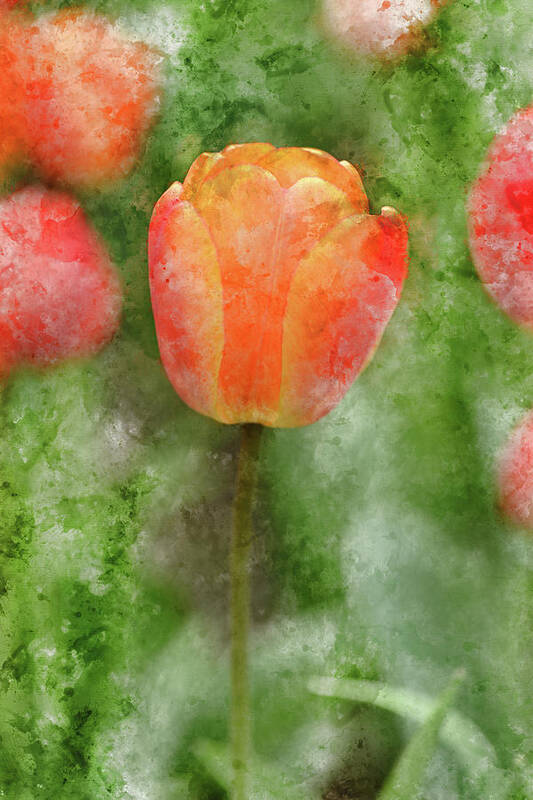 Flower Art Print featuring the photograph Red and Orange Tulip in Spring #1 by Brandon Bourdages