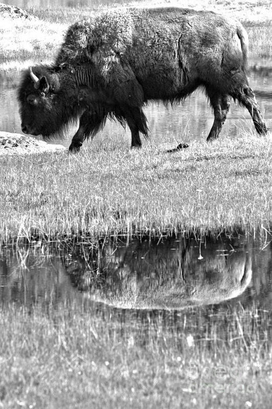 Bison Art Print featuring the photograph Reflection In The Grassy Marsh Black And White #1 by Adam Jewell