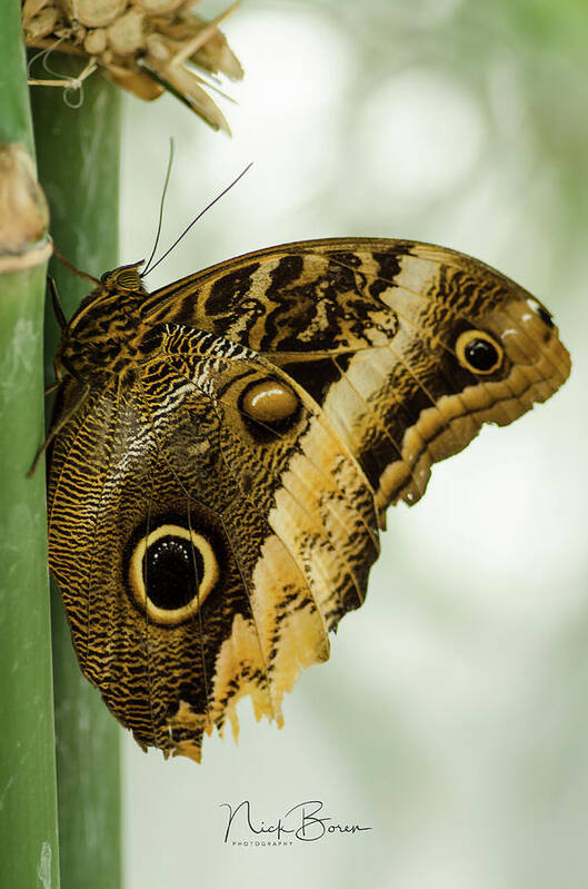 Butterfly Art Print featuring the photograph Resting #1 by Nick Boren