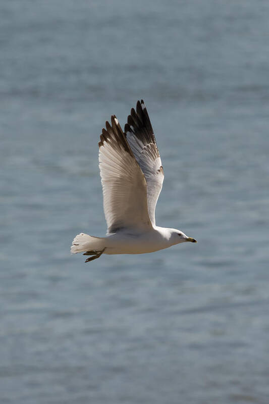 Ring Billed Gull Art Print featuring the photograph Ring-Billed Gull #1 by Holden The Moment