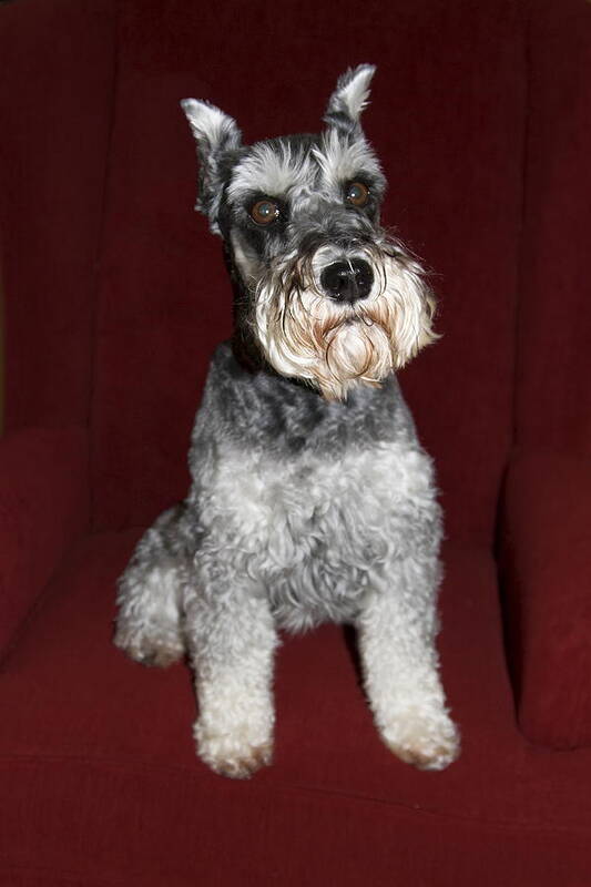 Schnauzer Dog Sitting On Red Wing Chair Art Print featuring the photograph Schnauzer Portrait #1 by Sally Weigand